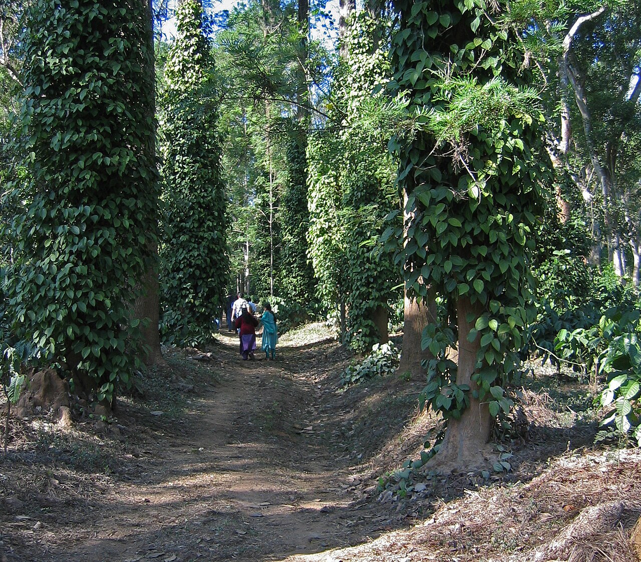Coorg & Wayanad Rainforest Retreat